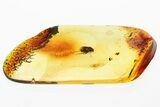 Detailed Fossil True Bug (Heteroptera) In Baltic Amber #307697-1